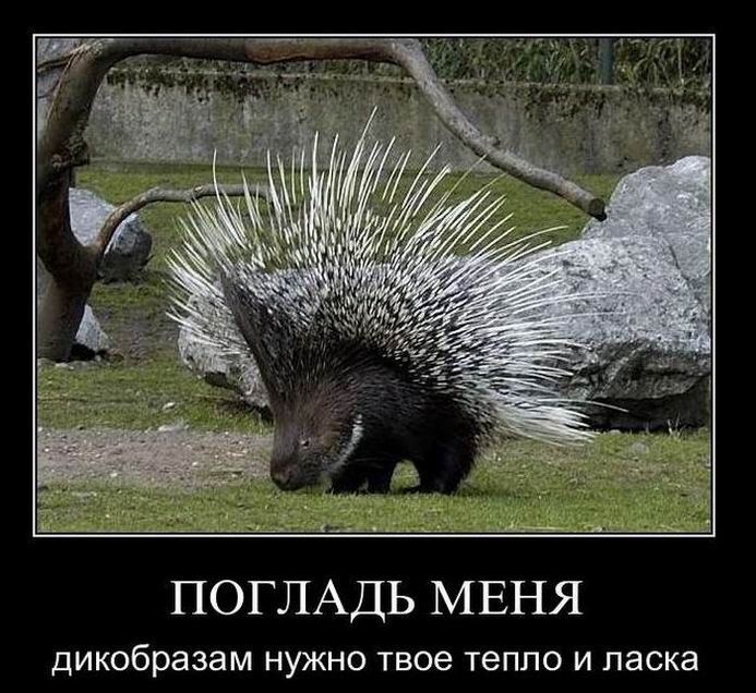 Погладь меня