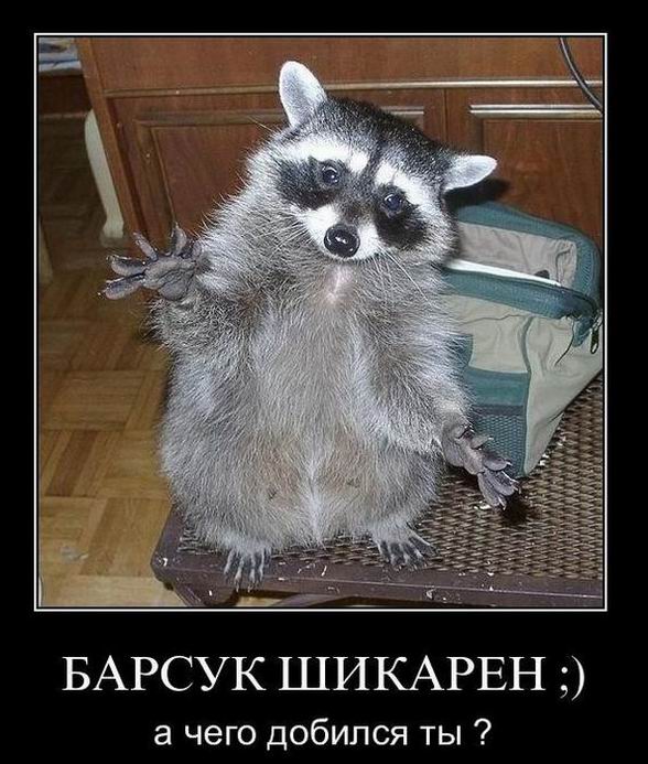 Барсук шикарен