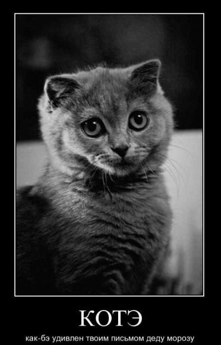 Кот как-бы удивлен