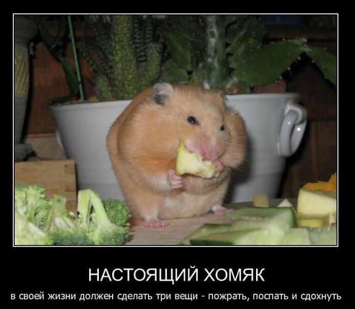 Настоящий хомяк