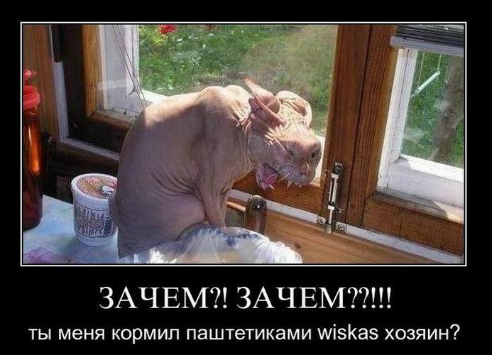Зачем?! Зачем?