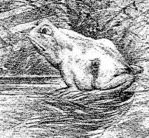 horsefrog2.jpg (22246 bytes)