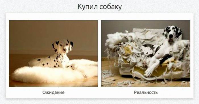 Купил собаку