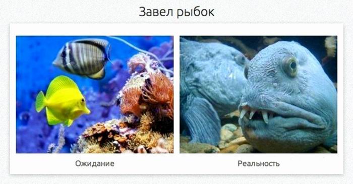 Завел рыбок