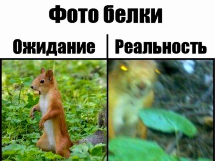 Фото белки