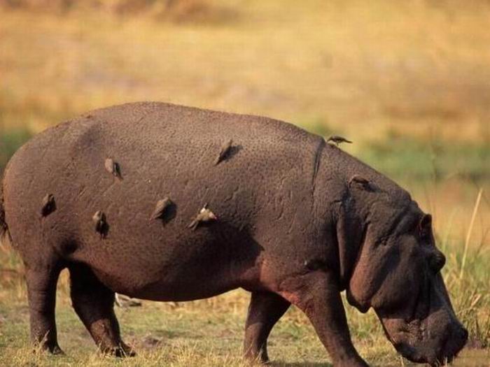 Самый Самый