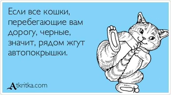 Кошки, перебегающие дорогу