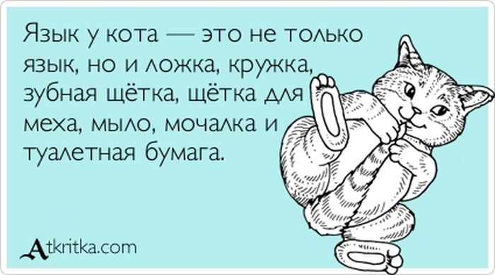 Язык у кота