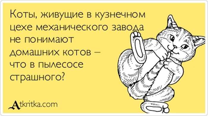 Коты