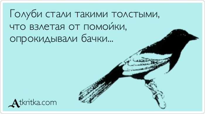 Голуби стали толстыми