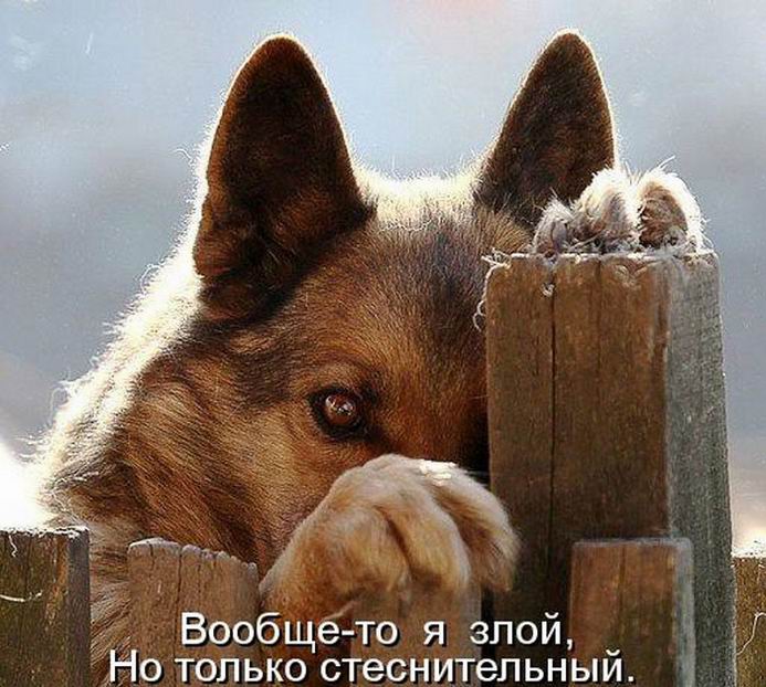 Анекдоты про собак