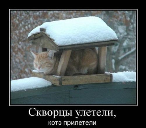Скворцы улетели, котэ прилетели