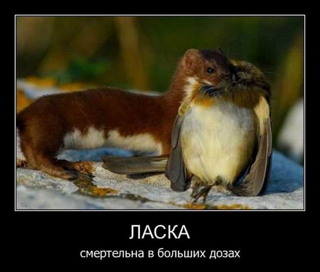 Ласка смертельна в больших дозах