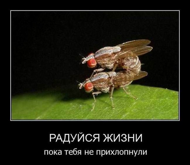 Радуйся жизни пока тебя не прихлопнули