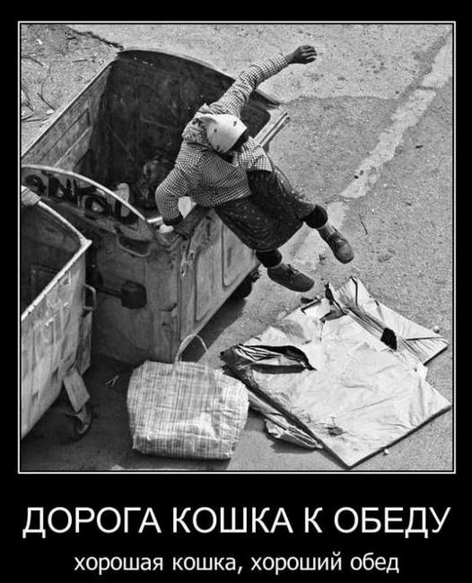 Дорога кошка к обеду. Хорошая кошка, хороший обед