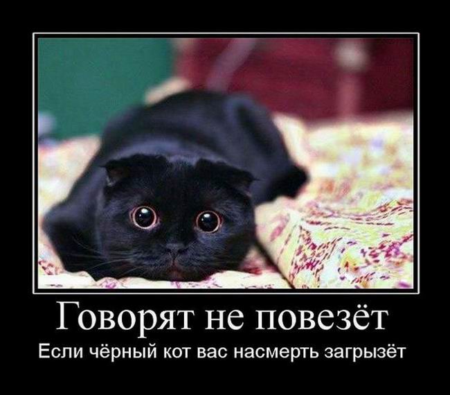 Говорят не повезёт если чёрный кот вас насмерть загрызёт