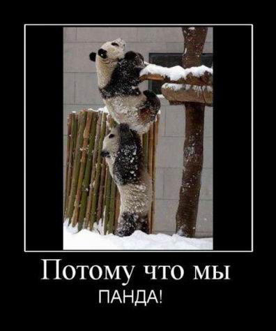 Потому что мы панда!