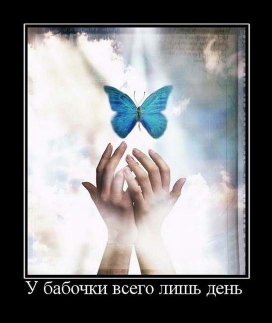 У бабочки всего лишь день