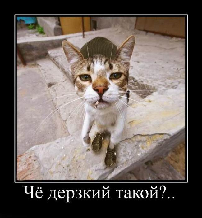 Чё дерзкий такой?..