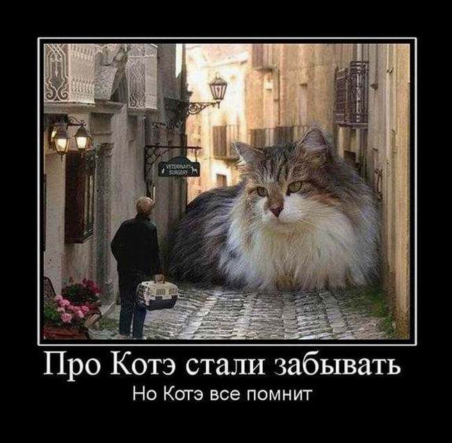 Про Котэ стали забывать, но Котэ все помнит