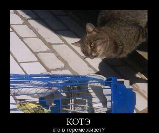 Котэ кто в тереме живет?