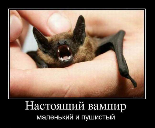 Настоящий вампир маленький и пушистый