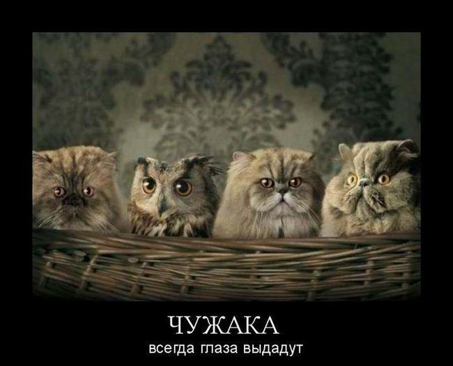 Чужака всегда глаза выдадут