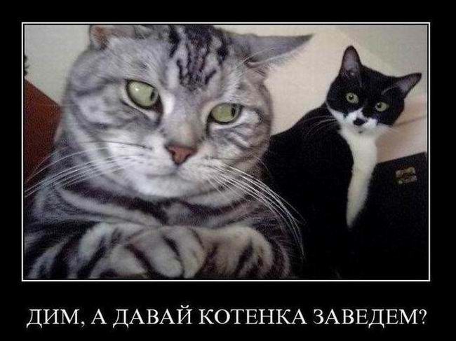 Дим, а давай котенка заведем?