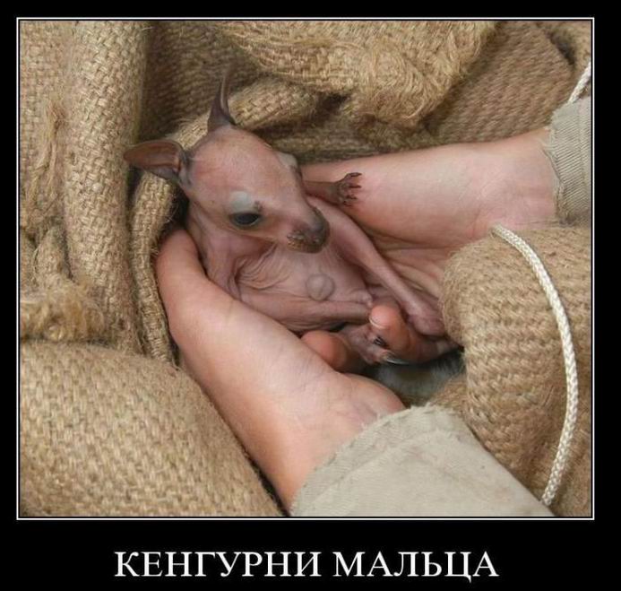 Кенгурни мальца