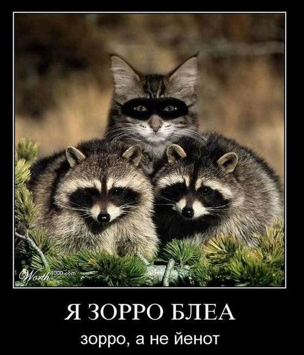Я Зорро! Зорро, а не енот!