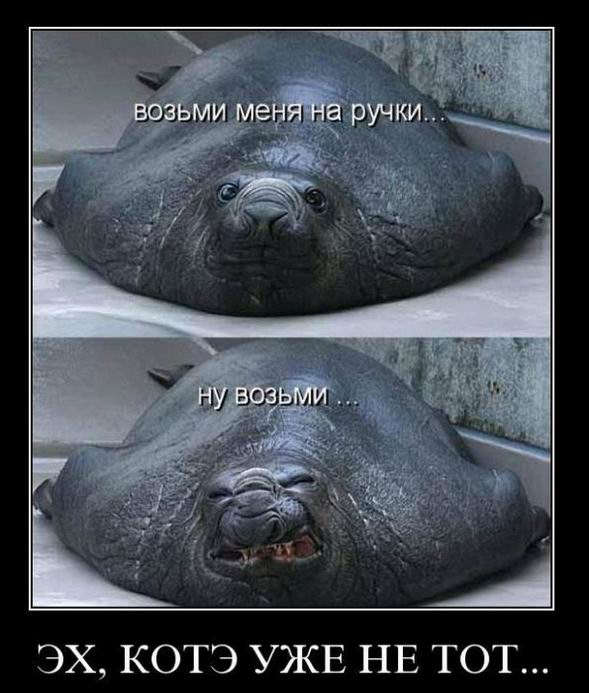 Эх, котэ уже не тот...