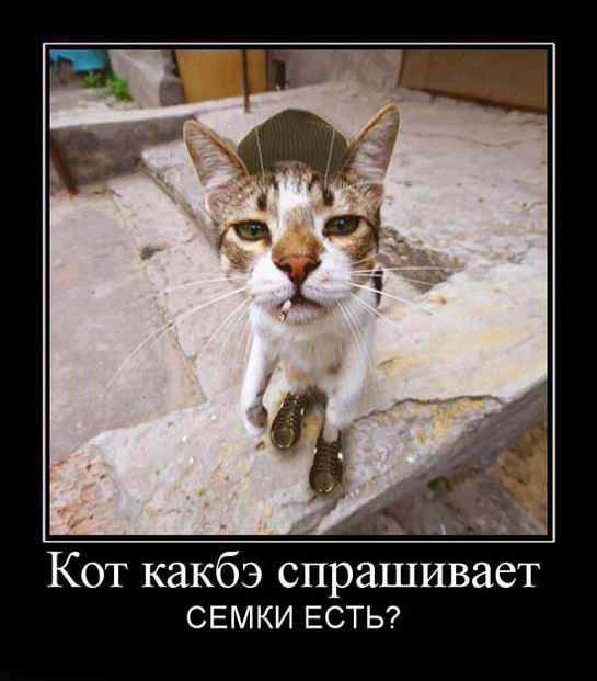 Кот как-бы спрашивает: Семки есть?