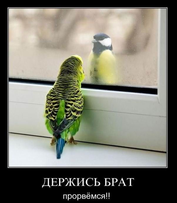 Держись брат, прорвёмся!