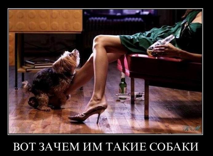 Вот зачем им такие собаки