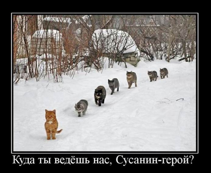 Куда ты ведёшь нас, Сусанин-герой?