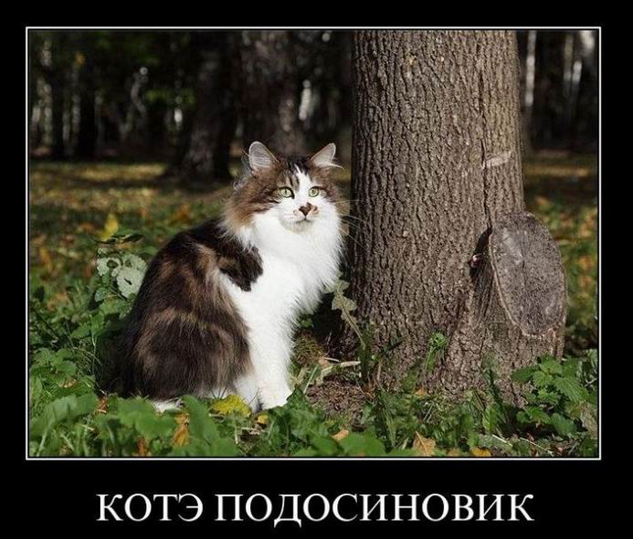 Кот подосиновик