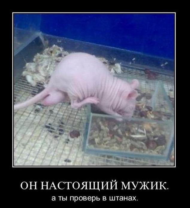Настоящий мужик