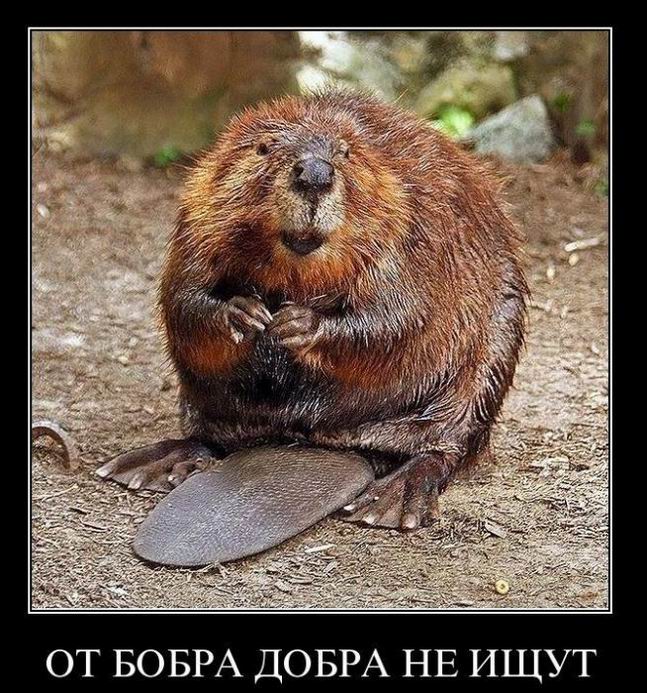 От бобра добра не ищут