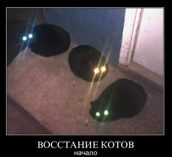 Восстание котов. Начало