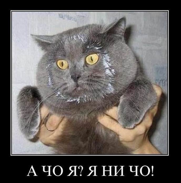 А чо я? Я ни чо!