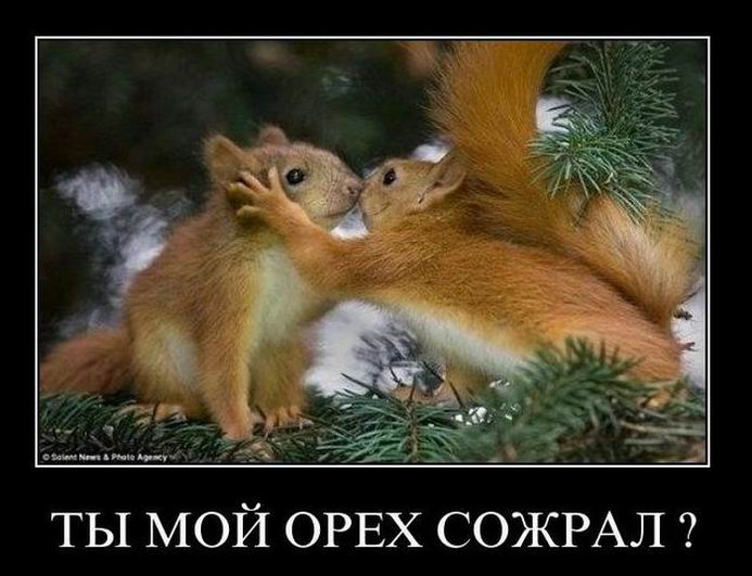 Ты мой орех сожрал?