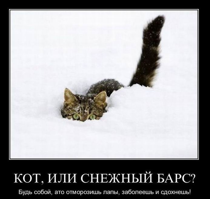 Кот, или снежный барс?