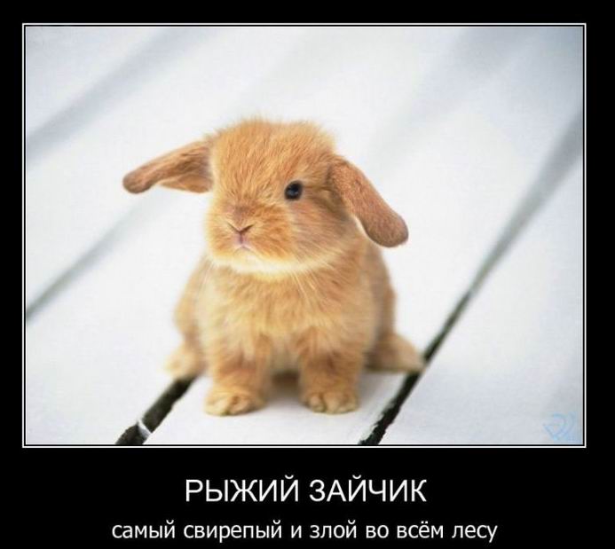 Рыжий зайчик