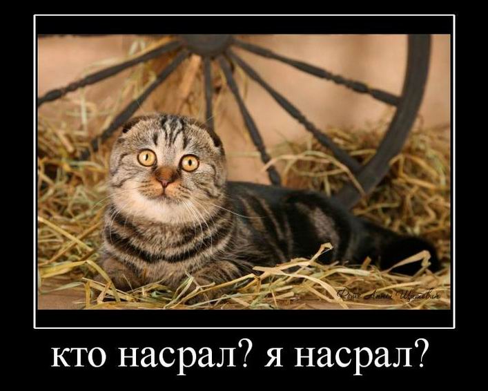 Кто накакал? Я накакал