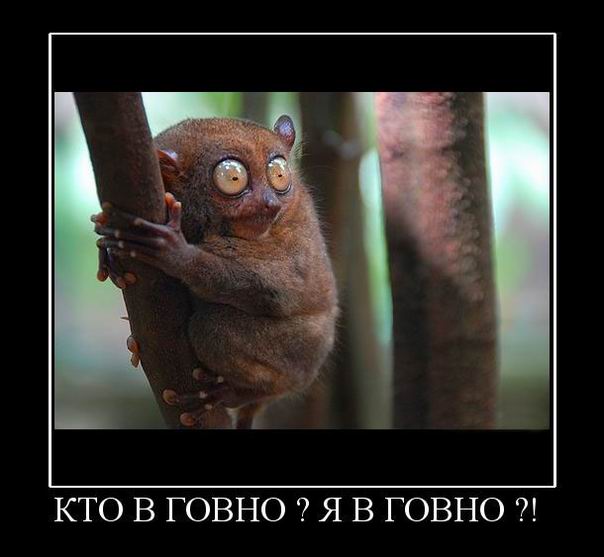 Кто в говно? Я в говно?