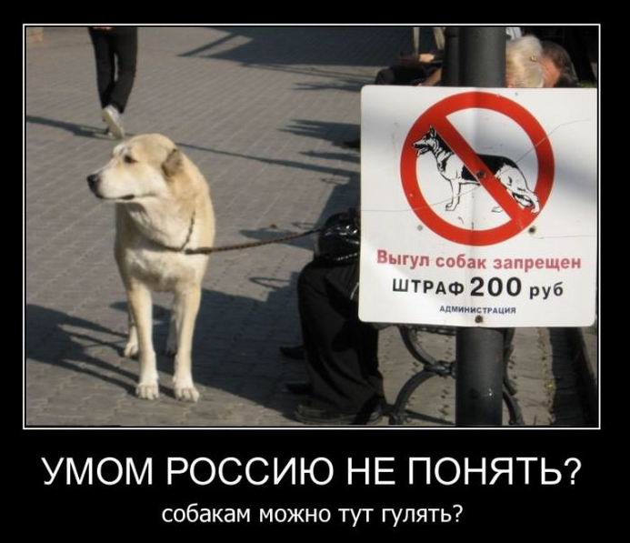 Умом Россию не понять? собакам можно тут гулять?