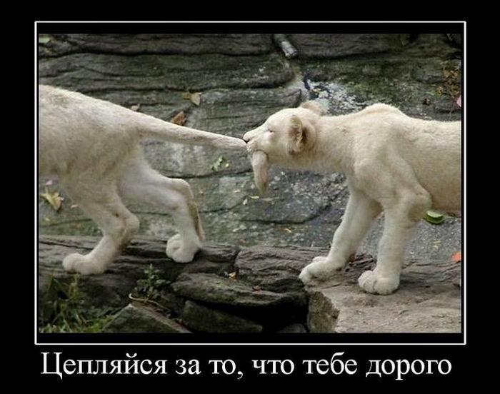 Цепляйся за то, что тебе дорого