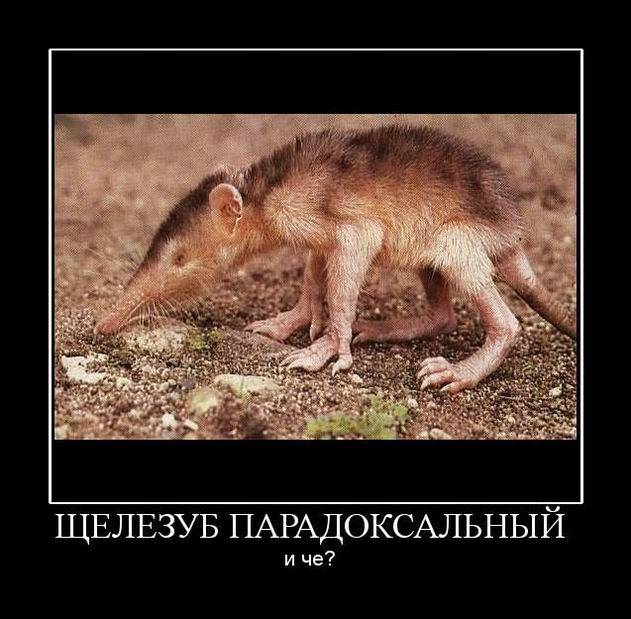 Щелезуб парадоксальный