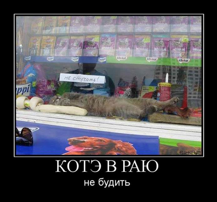 Котэ в раю. Не будить!
