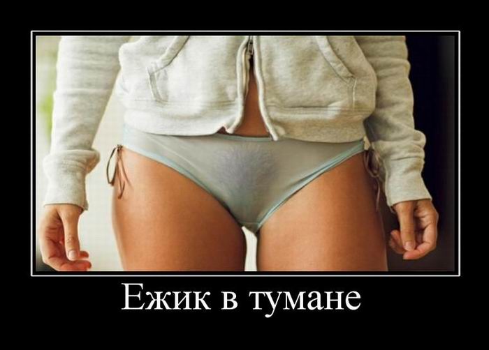 Ежик в тумане